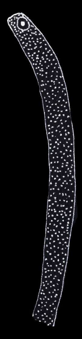 Garden Eel 2