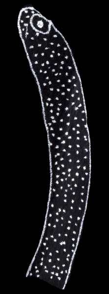 Garden Eel 3