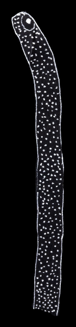 Garden Eel 4
